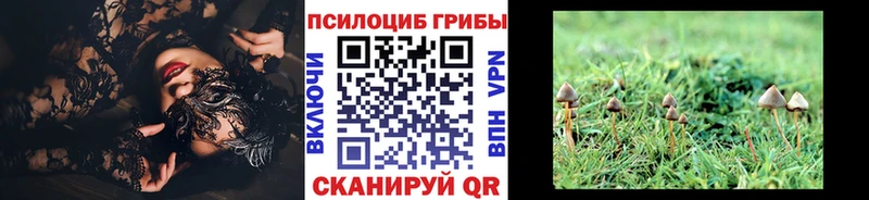 наркошоп  Куртамыш  Галлюциногенные грибы Cubensis 